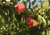 Фото Продам земельный участок СНТ с персиковым садом в Крыму
