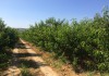 Фото Продам земельный участок СНТ с персиковым садом в Крыму