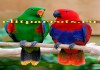 Фото Благородный попугай (Eclectus roratus) - ручные птенцы из питомника