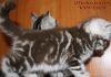 Фото Мраморные британски котята из питомника VIVIAN.