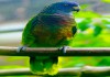 Фото Синелицый амазон (Amazona versicolor) ручные птенцы из питомника