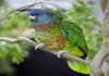 Фото Синелицый амазон (Amazona versicolor) ручные птенцы из питомника